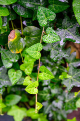 봄비 내리는 하트 모양의 초록색 담쟁이 나뭇잎 클로즈업 사진