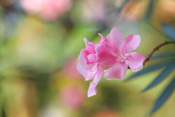 Close up of pink oleander flower. Close up image of blooming pink oleander flowers with blurry green background
