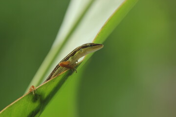 lizard, grass lizard, a grass lizard peeking out from behind the leaves