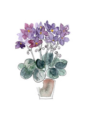 blooming African violet in a pot, watercolor drawing on a white background