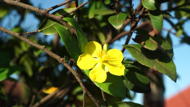 yellow flowers of ochna integerrima