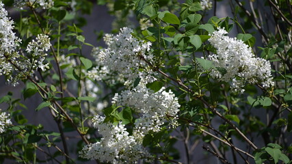 Natural white lilac flower tree