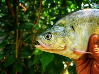 large Big bronze featherback fish in nice green blur nature background HD, fali fish in hand close...