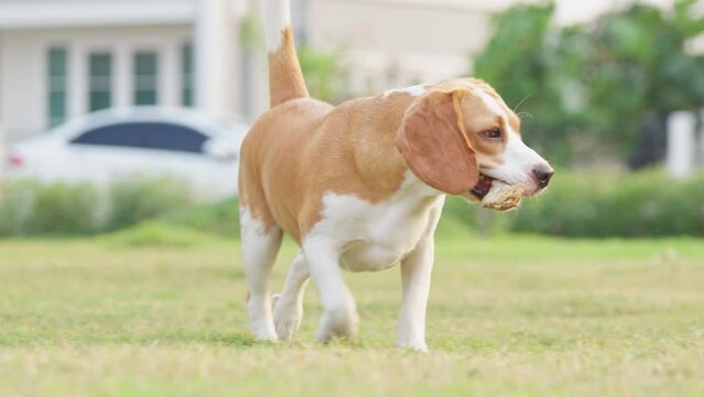 Beagle dog runs at camera on the grass at playground. Slow motion video. Long ears flap and fly in air, doggy rush towards, look straight to camera