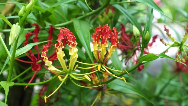 red and yellow flame lily flowers