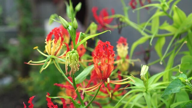 Gloriosa superba flower in the garden