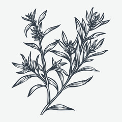Tarragon herb woodcut drawing vector