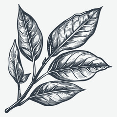 Bay leaf herb woodcut drawing vector