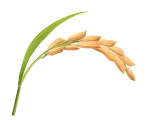 Naklejka premium Close-up rice ear with leaf isolated on white background.