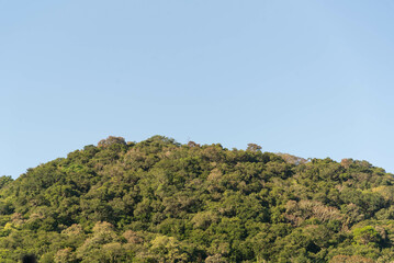 Tropical forest in southern Brazil.