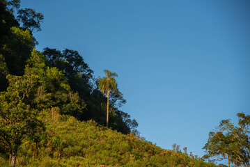 Obraz na płótnie Canvas Tropical forest plants in Brazil