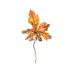 watercolor drawing autumn leaf of geranium isolated at white background, natural element, hand drawn botanical illustration