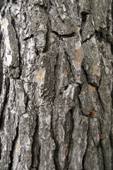 Tree bark texture - 791256587