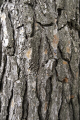 Tree bark texture