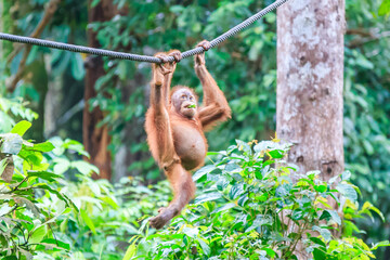 orangutans or pongo pygmaeus is the only asian great found on the island of Borneo and Sumatra