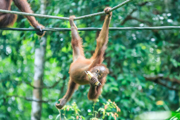 orangutans or pongo pygmaeus is the only asian great found on the island of Borneo and Sumatra