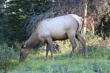 elk in park national park