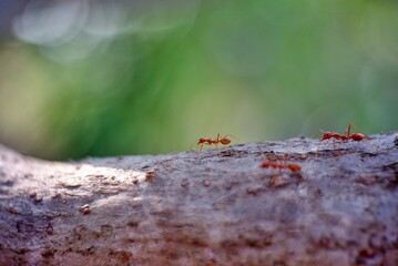 ant on a tree