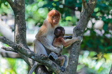 The proboscis monkey (Nasalis larvatus) or long-nosed monkey is a reddish-brown arboreal Old World monkey with an unusually large nose. It is endemic to the southeast Asian island of Borneo.