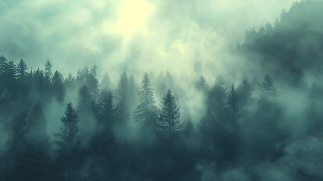 Fototapeta fog in the forest