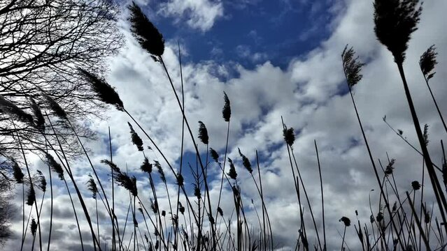 Captured in slow motion, this footage features tall reeds swaying gently in the breeze, set against a backdrop of a dramatic, cloud-filled sky. The contrast of the dark silhouetted flora with the