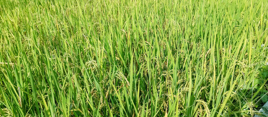 Rice plants are paddy fields