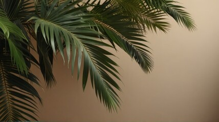 tropical palm tree leaf background