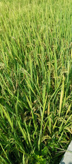 Rice plants are paddy fields
