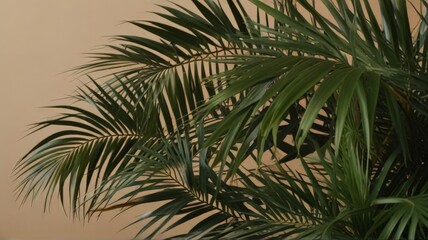 palm tree branches in tropical background
