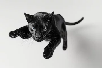 Tuinposter A black panther mid-pounce against a white background © Veniamin Kraskov