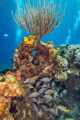 Gorgonian Coral on Snapper Reef