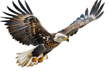 An eagle soaring with wings spread wide - obrazy, fototapety, plakaty