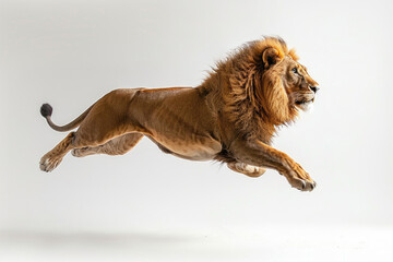 A lion captured mid-leap against a white backdrop