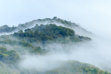 panorama of Borneo jungle with morning fog