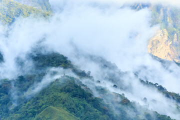 Obraz premium panorama of Borneo jungle with morning fog
