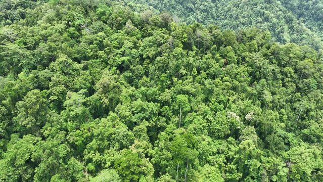 Thick rainforest covers the rugged island of Batanta, one of the larger islands in Raja Ampat, Indonesia. This remote, tropical region is known for its spectacular biodiversity.