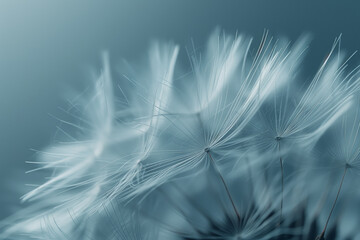 Fototapeta na wymiar Abstract background screensaver closeup of dandelion flower and its seeds