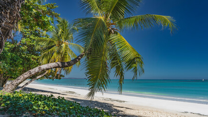 Beautiful tropical seascape. Palm trees lean over the sandy beach. The spreading leaves of the...