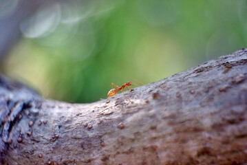 ant on a tree