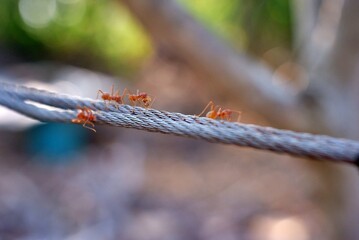 ants
