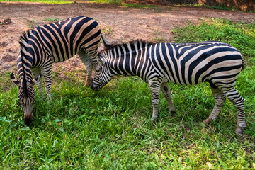 Fototapeta na wymiar Two zebras are grazing and eating grass in a grassy field.
