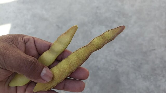 chickpea seeds, cacahuananche, cuaguayote from southern Mexico