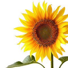 Fototapeta premium A close up photo of a sunflower, isolated on white background.