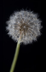 Close up of dandelion on black background.
