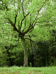 Fototapeta na wymiar 春の公園の森の美しい新緑の風景