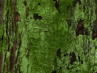 春の雨後の森の木の樹幹の緑色の苔の様子