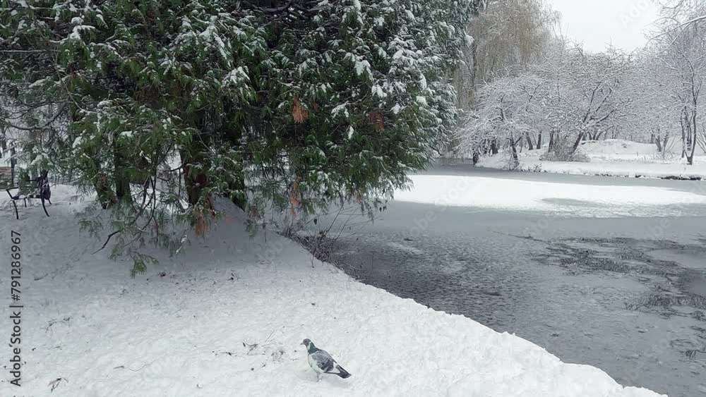 Poster wintering of wild ducks on the shore of seret river in topilche park, ternopil town, ukraine. cold w