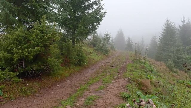 Fantastic outdoor scene of Carpathian mountains with old country road, Ukraine, Europe. Fir trees in the morning mist. Calm summer view of mountain forest. 4K video (Ultra High Definition).