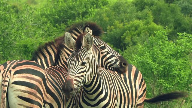 Two common zebra standing close together in a game reserve in South Africa. Close up.