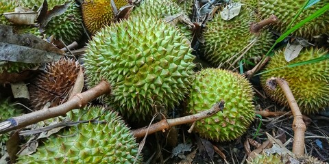 Durio zibethinuss murr or durian fruit that fell from the tree. tropical fruit that also grows a...